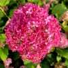 Hortensia arborescens CANDYBELLE SORBET