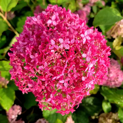 Hortensia arborescens CANDYBELLE SORBET