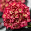 Hortensia macroph. FIRST EDITIONS ECLIPSE