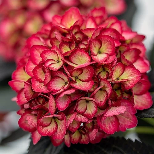 Hortensia macroph. FIRST EDITIONS ECLIPSE