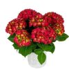 Hortensia macroph. HI® TORNADO Hitor