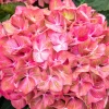 Hortensia macroph. SWEET LIPS