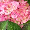 Hortensia macroph. SWEET LIPS