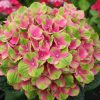 Hortensia macroph. SWEET LIPS