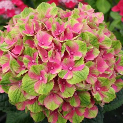 Hortensia macroph. SWEET LIPS