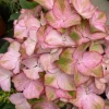 Hortensia macroph. SWEET LIPS