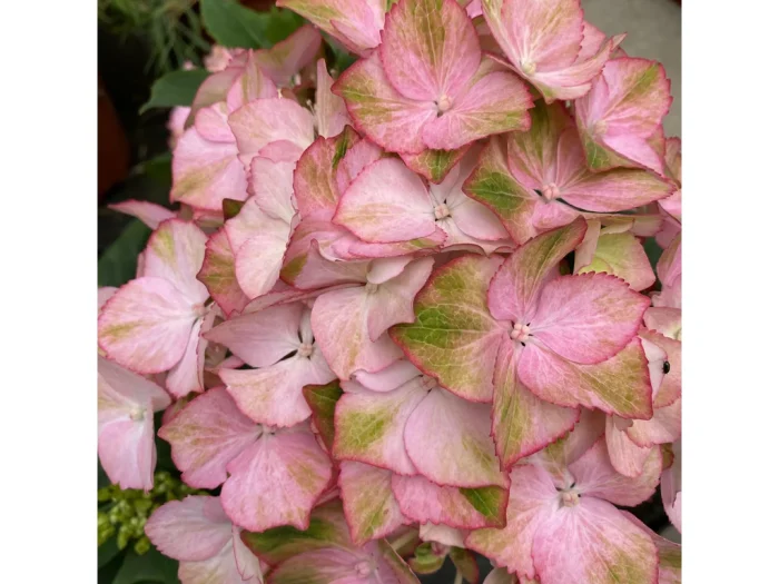 Hortensia macroph. SWEET LIPS