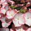 Hortensia macroph. TEA TIME Charm