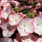 Hortensia macroph. TEA TIME Charm
