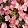 Hortensia macroph. TEA TIME Charm
