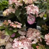 Hortensia macroph. TEA TIME Charm