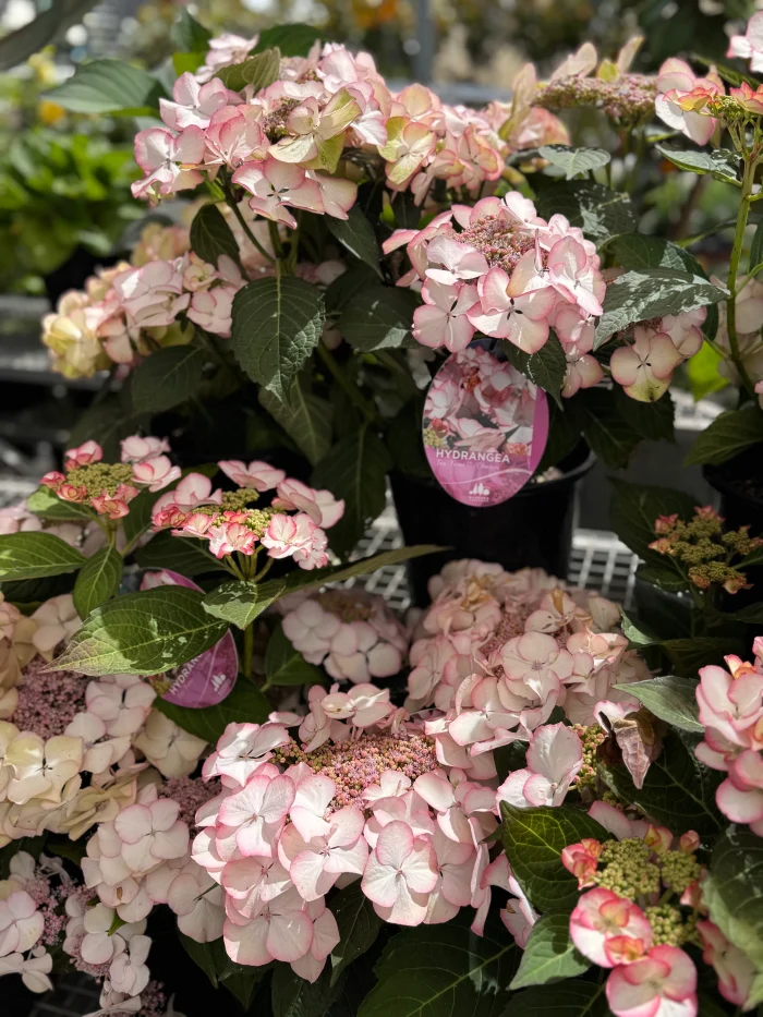 Hortensia macroph. TEA TIME Charm