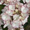Hortensia macroph. TEA TIME Charm