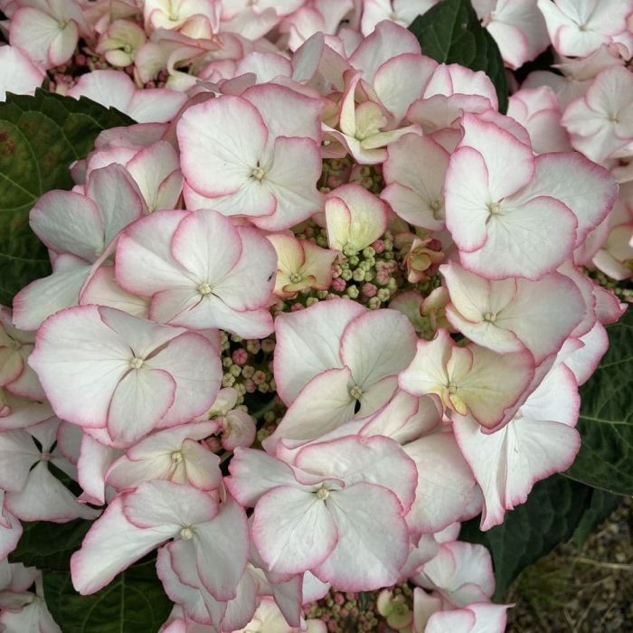 Hortensia macroph. TEA TIME Charm