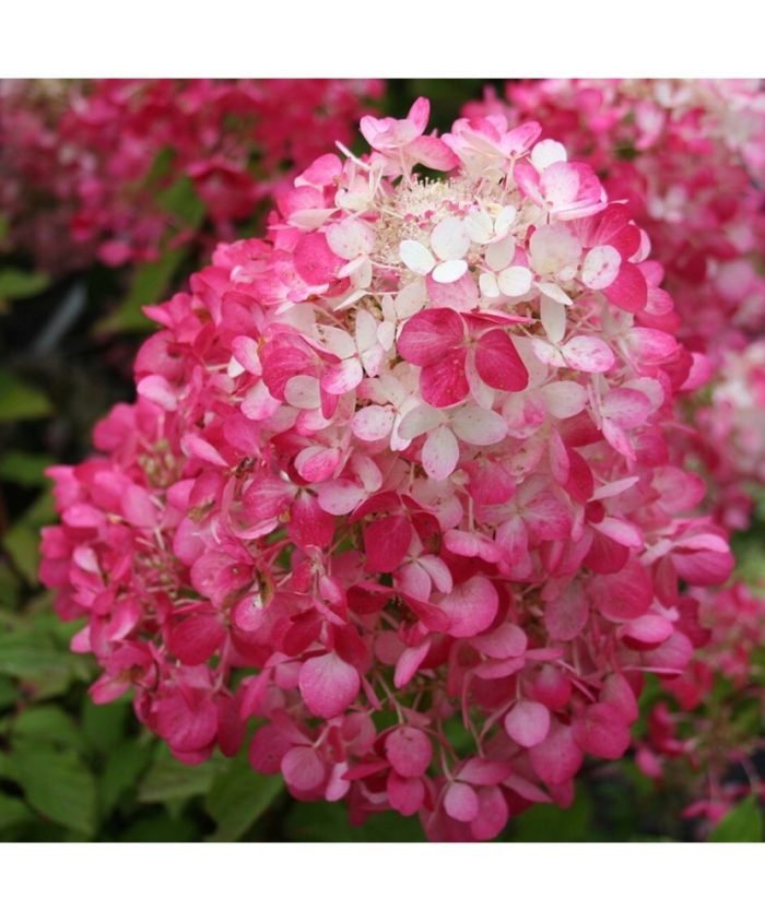 Hortensia panic. FRAISE MELBA