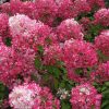Hortensia panic. FRAISE MELBA