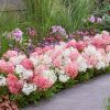 Hortensia panic. GROUNDBREAKER® BLUSH