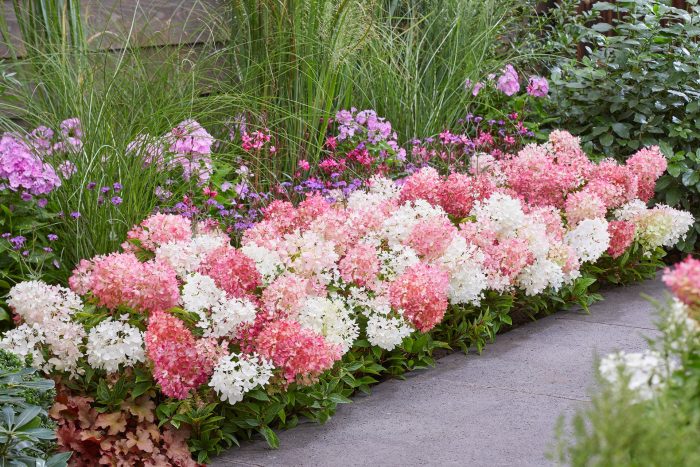 Hortensia panic. GROUNDBREAKER® BLUSH