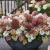 Hortensia panic. GROUNDBREAKER® BLUSH
