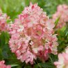Hortensia panic. GROUNDBREAKER® BLUSH
