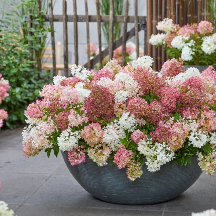 Hortensia panic. GROUNDBREAKER® BLUSH