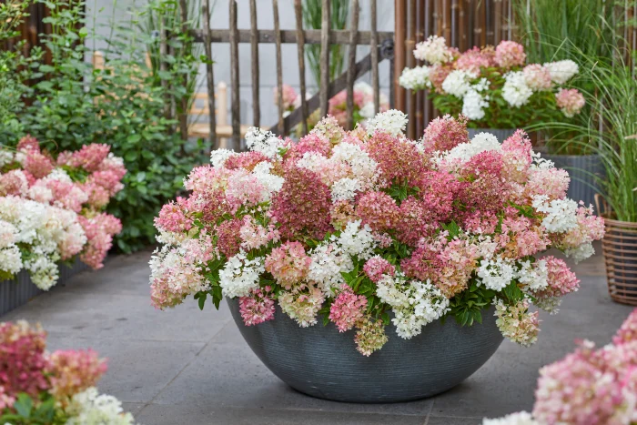 Hortensia panic. GROUNDBREAKER® BLUSH