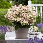 Hortensia panic. POLESTAR Breg