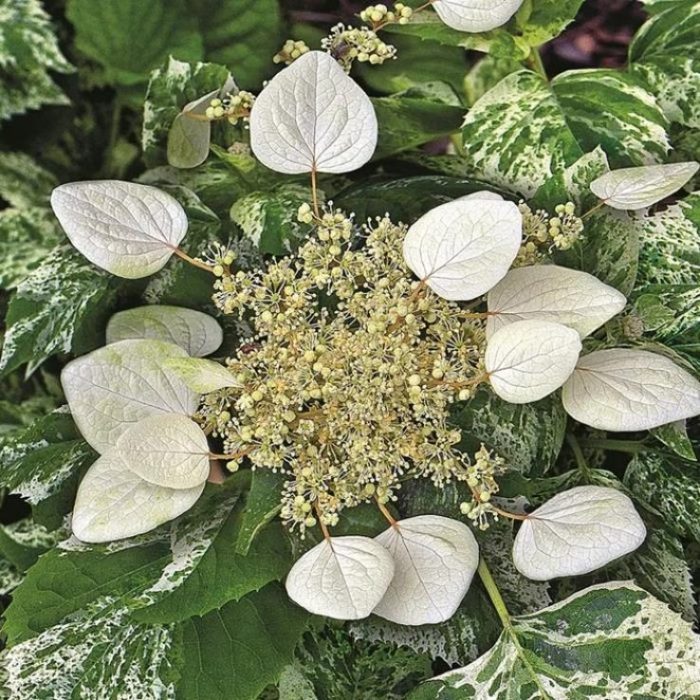 Hortensia cataratoare BURST OF LIGHT