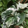 Hortensia cataratoare BURST OF LIGHT