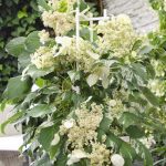 Hortensia cataratoare BURST OF LIGHT