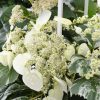 Hortensia cataratoare BURST OF LIGHT