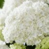 Hortensia macroph. DOPPIO FREDO