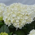 Hortensia macroph. DOPPIO FREDO