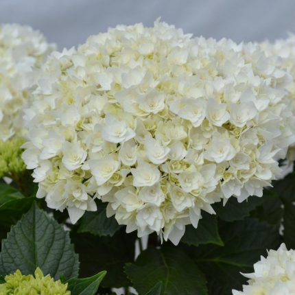 Hortensia macroph. DOPPIO FREDO