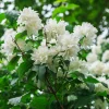 Iasomie (Philadelphus) Minnesota Snowflake
