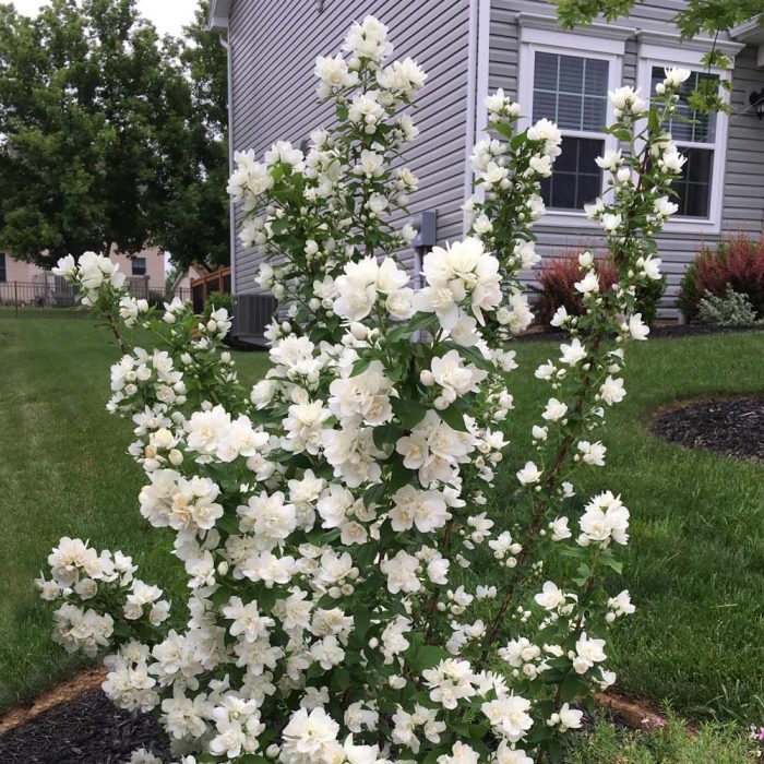 Iasomie (Philadelphus) Minnesota Snowflake