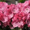 Kalmia latifolia Ewa