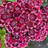 Kalmia latifolia Kaleidoscope