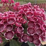 Kalmia latifolia Kaleidoscope