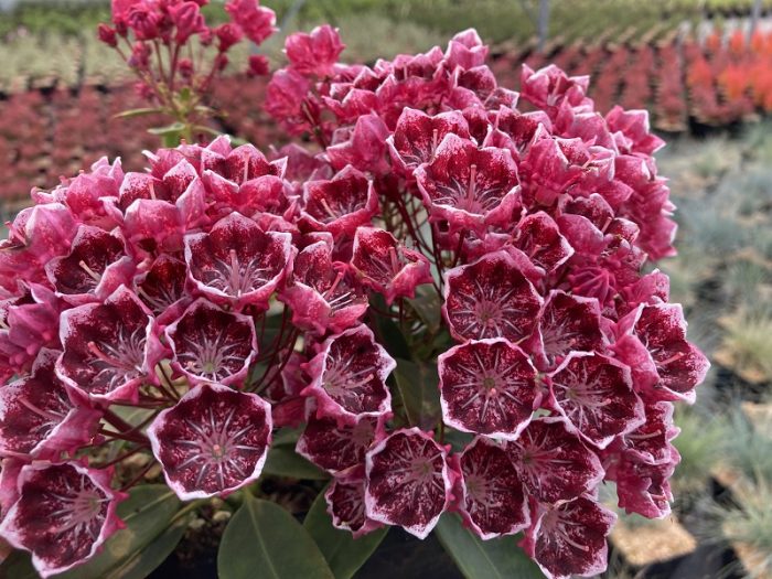 Kalmia latifolia Kaleidoscope