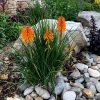 Kniphofia Poco Orange C2