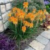 Kniphofia Poco Orange