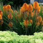 Kniphofia Poco Orange C2