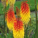 Kniphofia Royal Standard