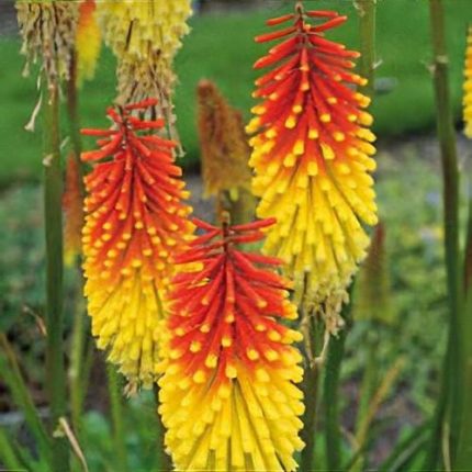 Kniphofia Royal Standard