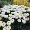 Leucanthemum sup.Macaroon