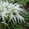 Liriope muscari Okina