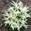 Liriope muscari Okina