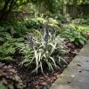 Liriope muscari Okina