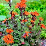 Lychnis arkwrightii Vesuvius
